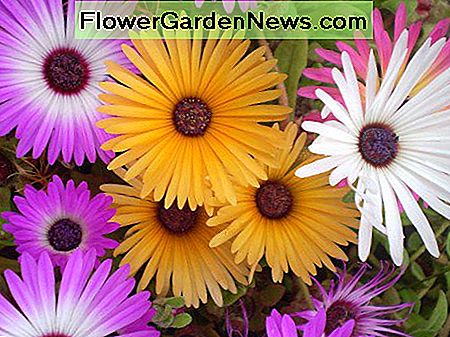 ¡Las 10 mejores flores de verano para plantadores de jardín y macizos de flores!