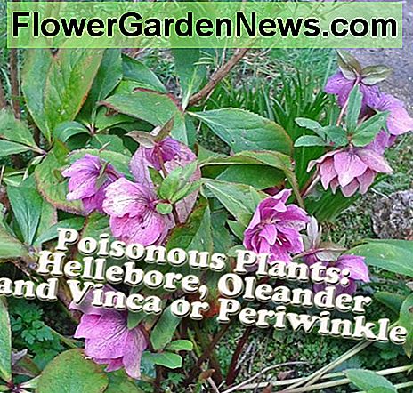 พืชที่เป็นพิษ: Hellebore, Oleander และ Vinca หรือ Periwinkle