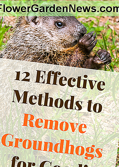 12 façons efficaces de se débarrasser des marmottes pour de bon