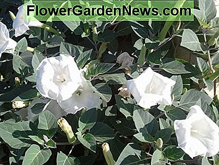 Datura Moonflowers Wachsen 🌹 Nützliche Tipps Gärtner Und Gärtner | 2024