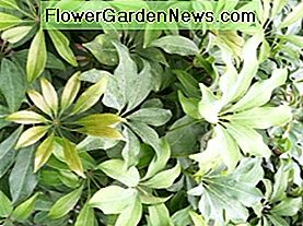 Omsorg for Schefflera aka Paraply Plant, Arboricola, Amate