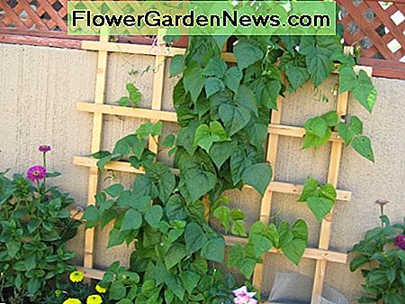 Easy Vertical Gardening Ideas for Beginners