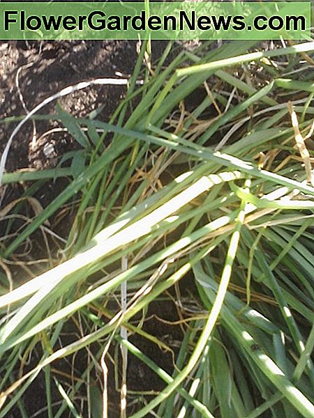 Characteristic tubular leaves of onion grass plants