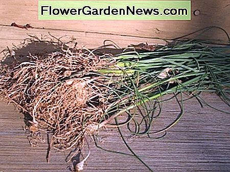 Hvad er Wild Onion Grass og hvordan styrer du denne plante?