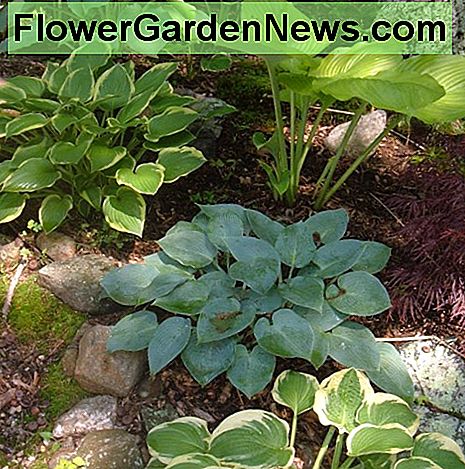 Hvordan dyrke og dele Hosta Planter