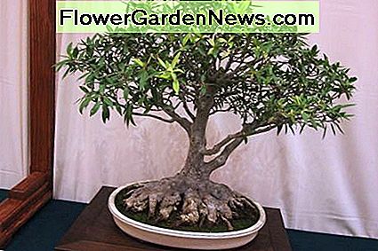 Cinco especies que hacen un gran bonsái interior
