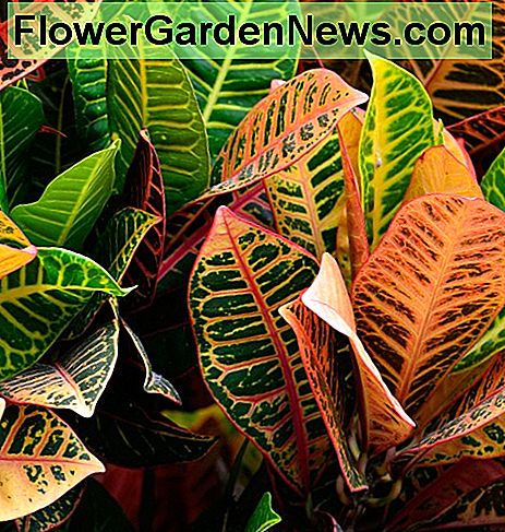 Hoe zorg je voor Croton-planten