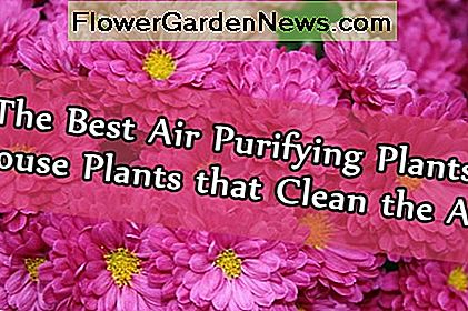 Geriausi oro valymo įrenginiai: kambariniai augalai, kurie valo orą