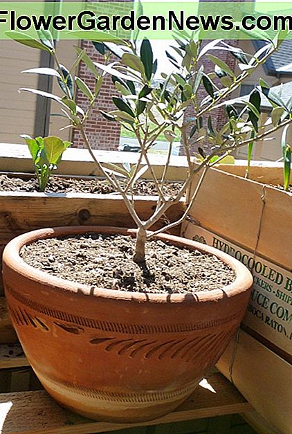 Olive tree in a container. This particular tree is three years old. 2014
