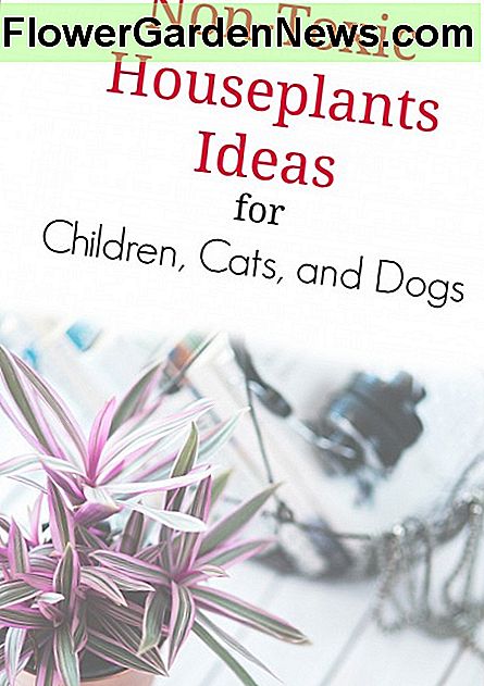 Plante non-toxice pentru copii, pisici și câini
