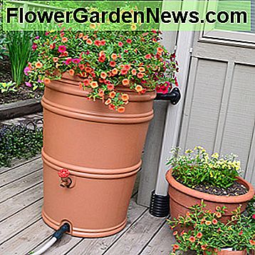 Run-off water can be harvested in attractive rain barrels.