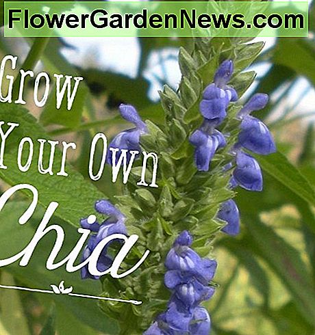 Cum cresc si recoltez seminte organice Chia