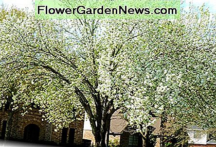 Neighborhood Bradford Pear Tree in all its Spring Glory 