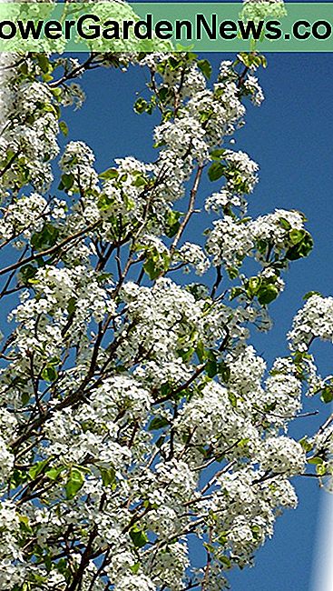 Bradford Pear blossoms against a deep blue clear sky