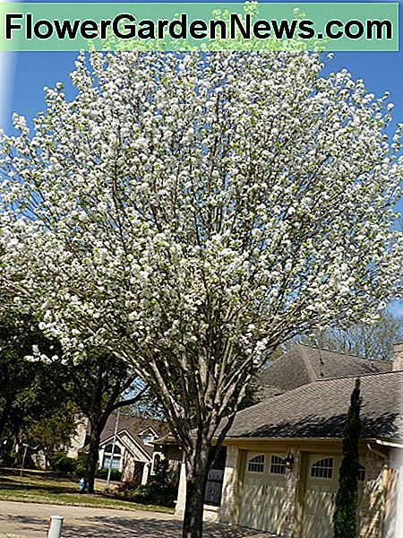 Bradford Pear trees are nice sized for city lots.