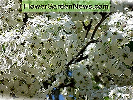 Bradford Pear Tree Blossoms