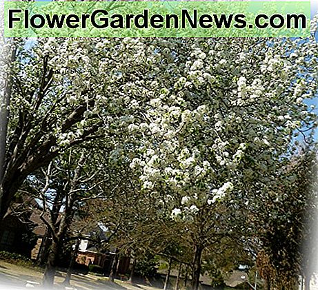 Bradford Pear trees in bloom in the Spring of the year.