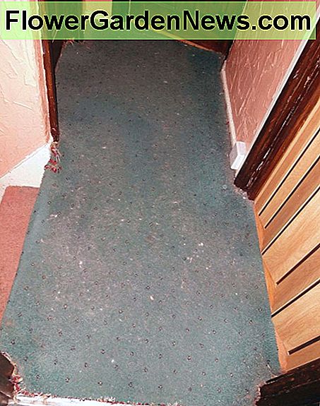 The old carpet on the upstairs landing