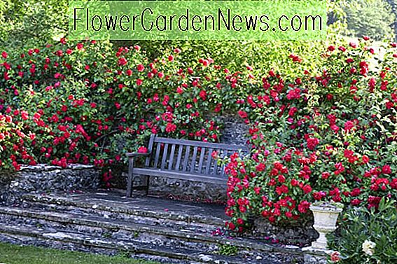 Un refugiu de grădină parfumat cu trandafiri