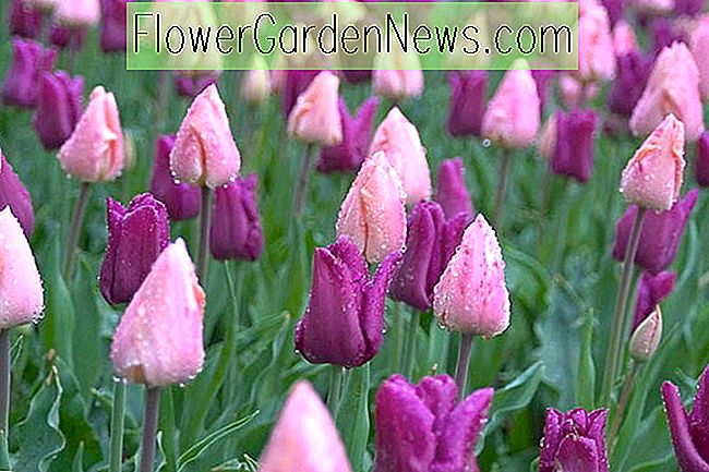 Una impresionante idea de primavera en la frontera con 2 tulipanes galardonados