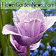 Tulipa Blue Heron, Tulpe 'Blue Heron', gefranste Tulpe 'Blue Heron', gefranste Tulpen, Frühlingszwiebeln, Frühlingsblumen, Tulipe Blue Heron, lila Tulpen, Tulpen Dentelles