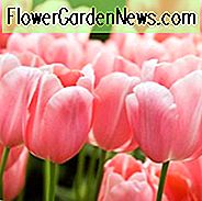 Tulipa 'Menton', Tulpe 'Menton', Einzelne Spät Tulpe 'Menton', Einzelne Spät Tulpen, Frühlingszwiebeln, Frühlingsblumen, Rosa Tulpe, Orange Tulpe, Einzelne Spät Tulpe, Französische Tulpe