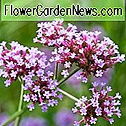 Verbena Bonariensis, Tall Verbena, Purpletop Vervain, Brazilijos Verbena, Verbena Verbena, Purpurinės vasaros gėlės, Sausumos tolerantiškas augalas, purpurinės gėlės