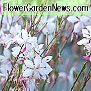 Lindheimerio Beeblossom, Gaura Lindheimeris, sausrų tolerantiški daugiamečiai augalai, balta gaura, balti gėlės, elniai atsparūs daugiamečiai, druskos tolerantiški daugiamečiai augalai