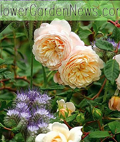 Fabulous Duo: rožė 'Crocus Rose' ir Phacelia tanacetifolia