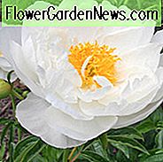 Paeonia Lactiflora 'Miss America', Peony 'Miss America', 'Miss America' Peony, Chinese Peony 'Miss America', Common Garden Peony 'Miss America', hvite pioner, hvite blomster, duftende pionerer