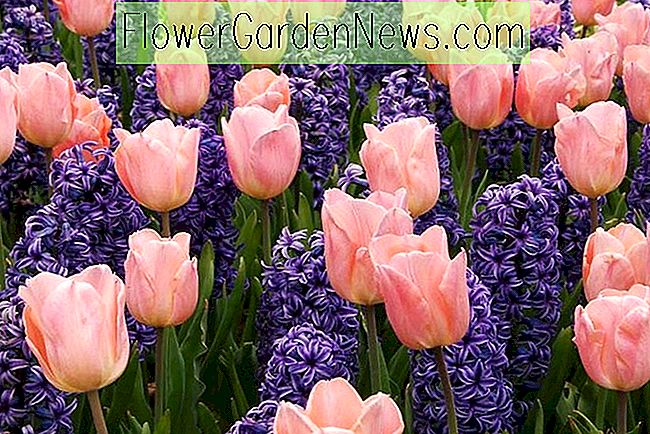 Un dúo de primavera fragante con Tulip 'Apricot Beauty' y Jacinto 'Blue Jacket'