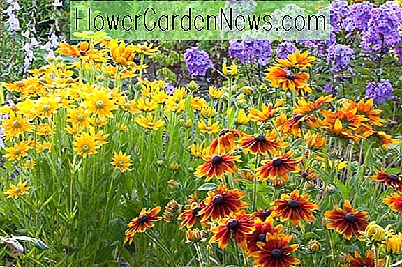 Eine leuchtende mehrjährige Pflanzidee mit Rudbeckias und Garten Phlox
