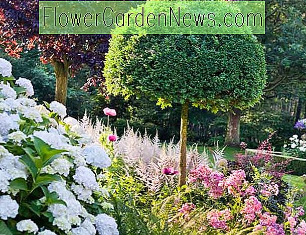 Una elegante idea de jardín de verano con Hydrangea, Rose y Astilbe
