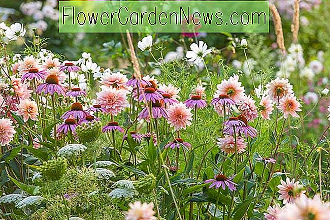 O idee veselă de plantare de vară cu Dahlia, Cosmos, Echinacea și Ammi visnaga