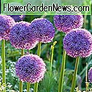 Allium Globemaster, Cebolla ornamental 'Globemaster', Ajo ornamental 'Globemaster', Bulbos de primavera, Flores de primavera, Flores de color púrpura, Flores de primavera tardía