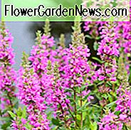 Lythrum Salicaria, lila Loosetrife, lila Blüten, rosa Blüten