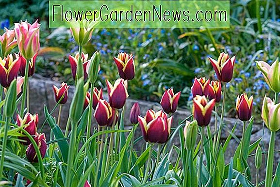 Spectacular pavasario sienų idėja su Tulip 