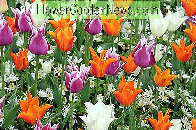 Une idée de frontière de printemps saisissante avec des tulipes à fleurs de lys et Anemon Blanda
