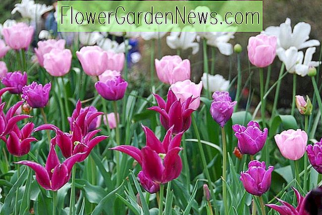 Terrific Spring Border Idea z 4 wspaniałymi tulipanami