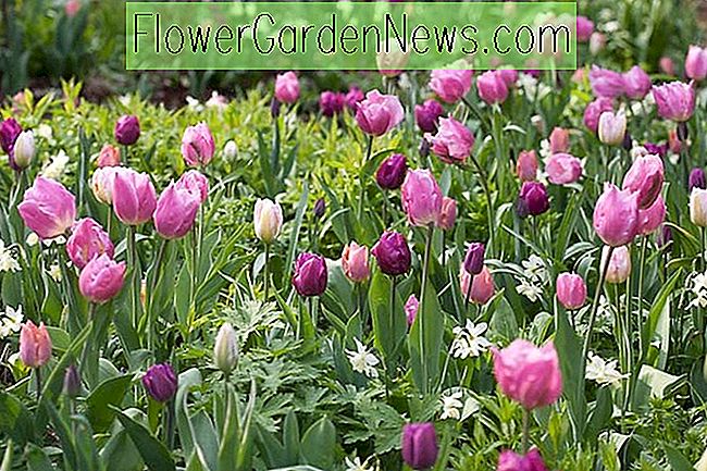 Eine lang anhaltende, rosa und lila Frühlingsgrenze für Ihren Garten