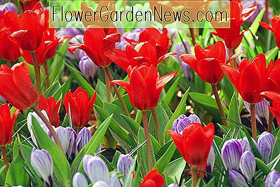 Eine auffällige Frühlingsbordüre mit Tulip 'Showwinner' & Crocus 'Pickwick'