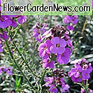 Wallflower, Erysimum, Cheiranthus, ดอกไม้ฤดูใบไม้ผลิ, ดอกไม้ฤดูใบไม้ร่วง, ความคิดสวนฤดูใบไม้ผลิ Erysimum Bowle Mauve, Cheifanthus Linifolium, Erysimum Linifolium