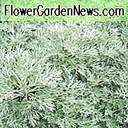 Artemisia Powis Castle, ปราสาท Wormwood 'Powis', Artemisia Arborescens x Absinthium, ปราสาท Wormwood 'Powys', Artemisia Arborescens 'Brass Band', Artemisia Arborescens 'Powis Castle', โรงงานต้นเงิน, โรงงานผลิตใบหอม