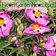 Cistus Purpureus, กุหลาบโรสดอกไม้สีม่วง, Cistus x purpureus 'Betty Taudevin', พืชเมดิเตอร์เรเนียน, พุ่มไม้เมดิเตอร์เรเนียน, ดอกไม้สีชมพู, ดอกไม้สีม่วง, Orchid Rockrose