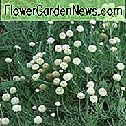 Santolina Pinnata subsp Neapolitana, Santolina Pinnata, Santolina, Rosemary- ลาเวนเดอร์ลาเวนเดอร์ฝ้าย, Green Santolina, แล้งทนพืชซิลเวอร์ใบพืช