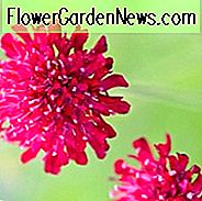 Knautia macedonica, Macedonian Scabious, mehrjährige Pflanze, Stauden, rote Blüten, magentafarbene Blüten, Crimson Scabious, Scabiosa rumelica