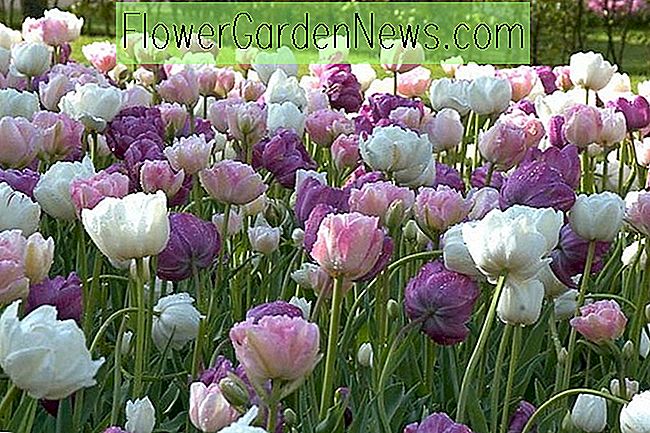 Une frontière fabuleuse avec des tulipes doubles tardives