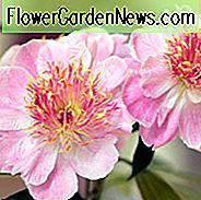 Paeonia Lactiflora 'Do Tell', Peony 'Do Tell', 'อย่าบอก' ดอกโบตั๋น, Peony จีน 'Do Tell', Peony 'Garden' Peony ', Pink Peonies, Pink Flowers, Peonies หอม