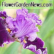 Iris 'เกี่ยวกับ Town', ไอริส Beared สูงเกี่ยวกับ Town, Iris Germanica เกี่ยวกับ Town, Irises ต้น Irises รางวัล Irises สีม่วง
