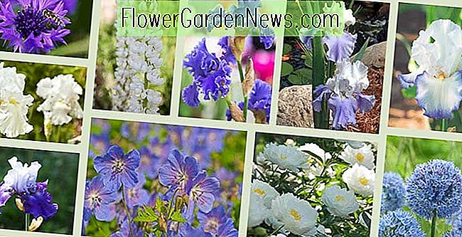 Bearded Irises og Companion Plants - Blue Theme